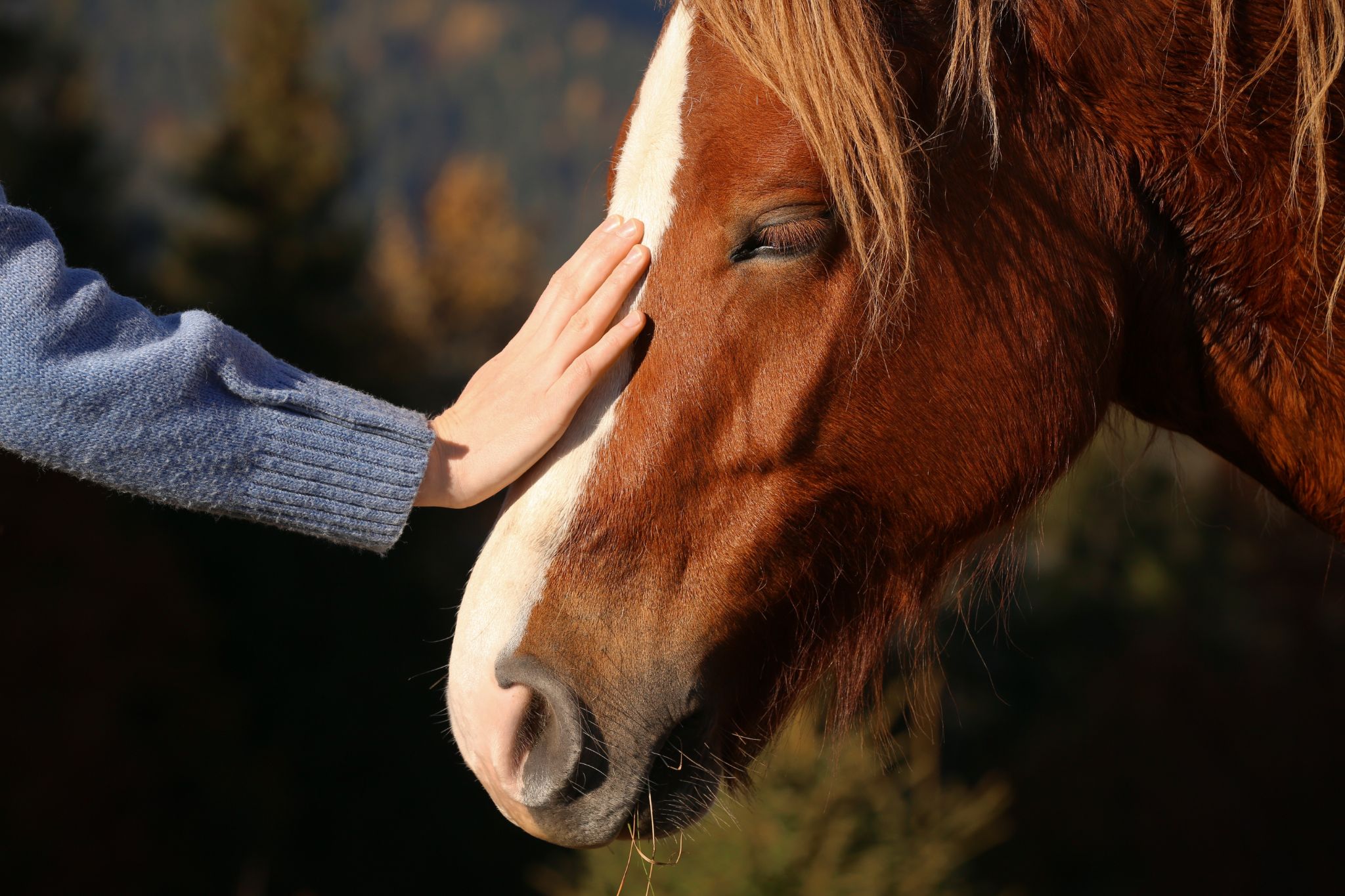 Equine Assisted Therapy for Trauma Recovery