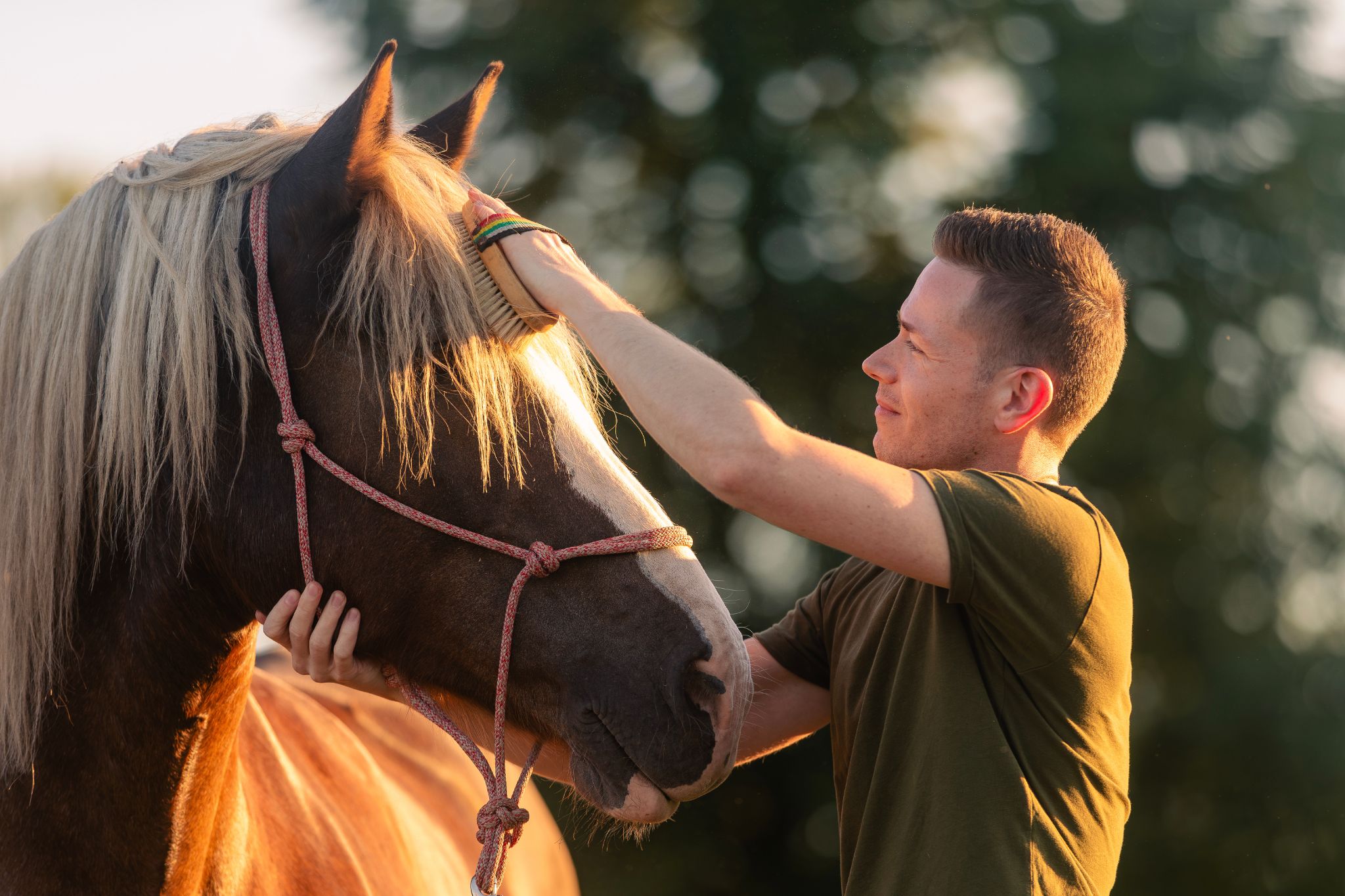 A young man gently brushing the mane of a brown horse outdoors during golden hour.